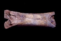 藏品(牛掌骨)的圖片